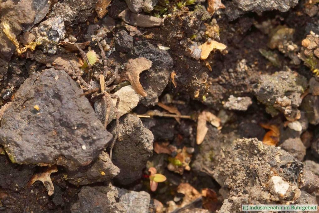 Bestens getarnt: Wolfspinne (Lycosidae sp.) auf Gleisschotter, Gleispark Frintrop, 28.04.2019