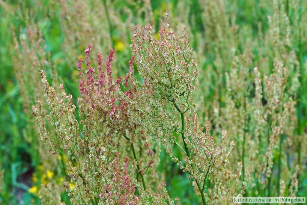 Straußblütiger Sauerampfer (Rumex thyrsiflorus), Gleispark Frintrop, 03.07.2020
