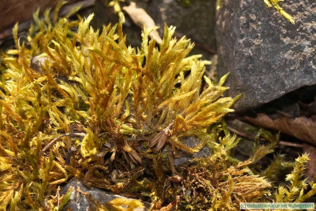 Weißes Kurzbüchsenmoos (Brachythecium albicans) auf Gleisschotter, Gleispark Frintrop, 10.03.2022