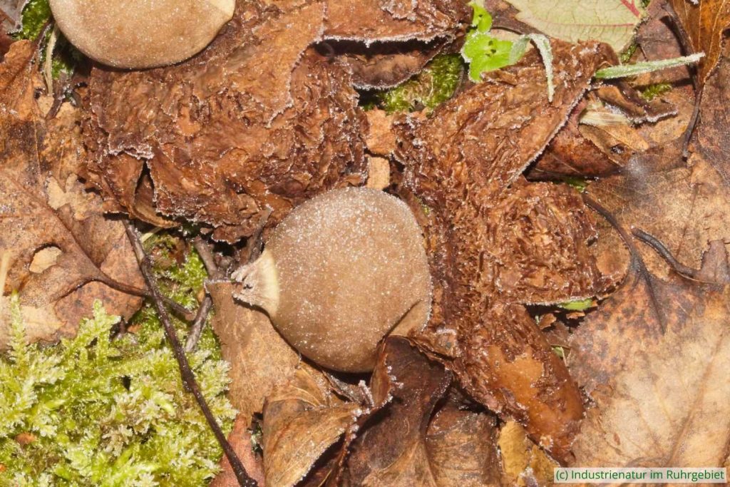 Ein Folgezersetzer: der Halskrausen-Erdstern (Geastrum triplex), Gleispark Frintrop, 21.01.2023