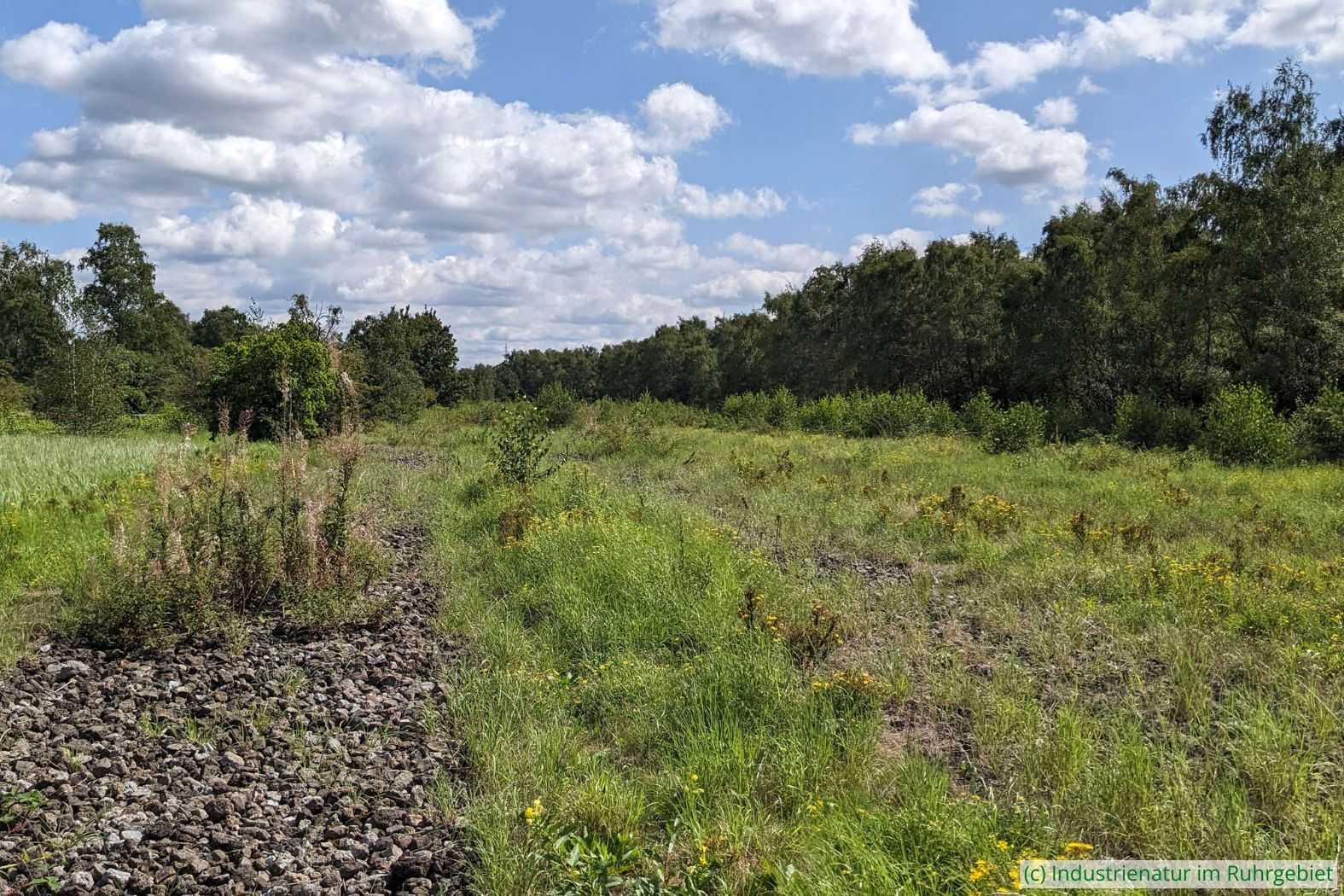 Landschaft im Gleispark Frintrop, 26.08.2023