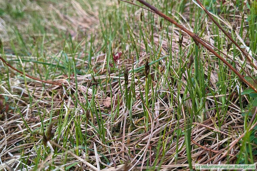 Frühe Segge (Carex praecox), Gleispark Frintrop, 23.03.2024