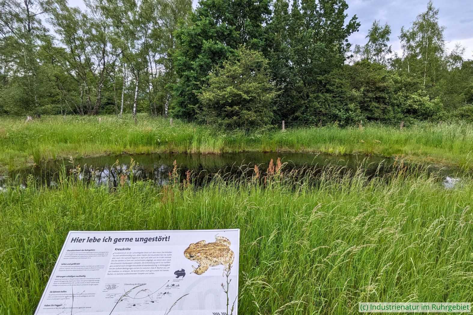 Das östliche Kleingewässer im Gleispark Frintrop, 22.05.2024
