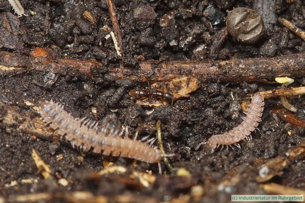 Schmale Urameise (Ponera coarctata) und zwei Bandfüßer (Polydesmidae sp.), Gleispark Frintrop, 22.04.2025