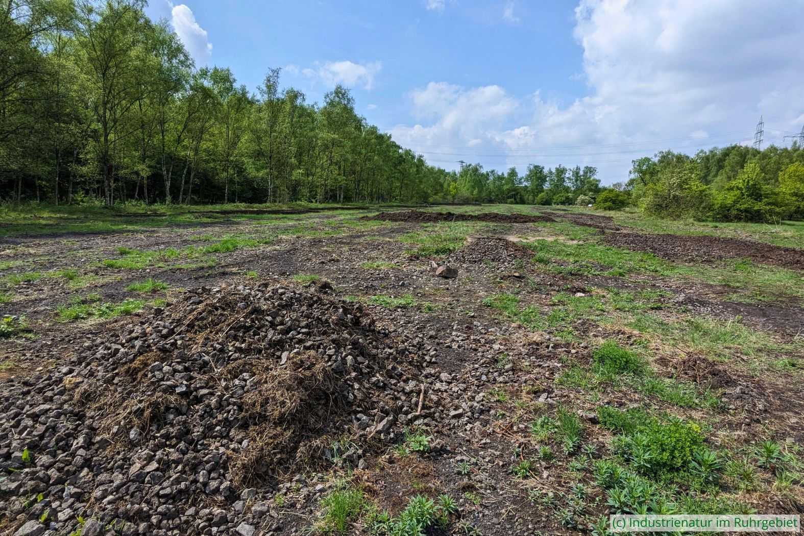 Die ehemalige Gleisharfe kurz nach dem Entfernen höherer Pflanzen, Gleispark Frintrop, 22.04.2025