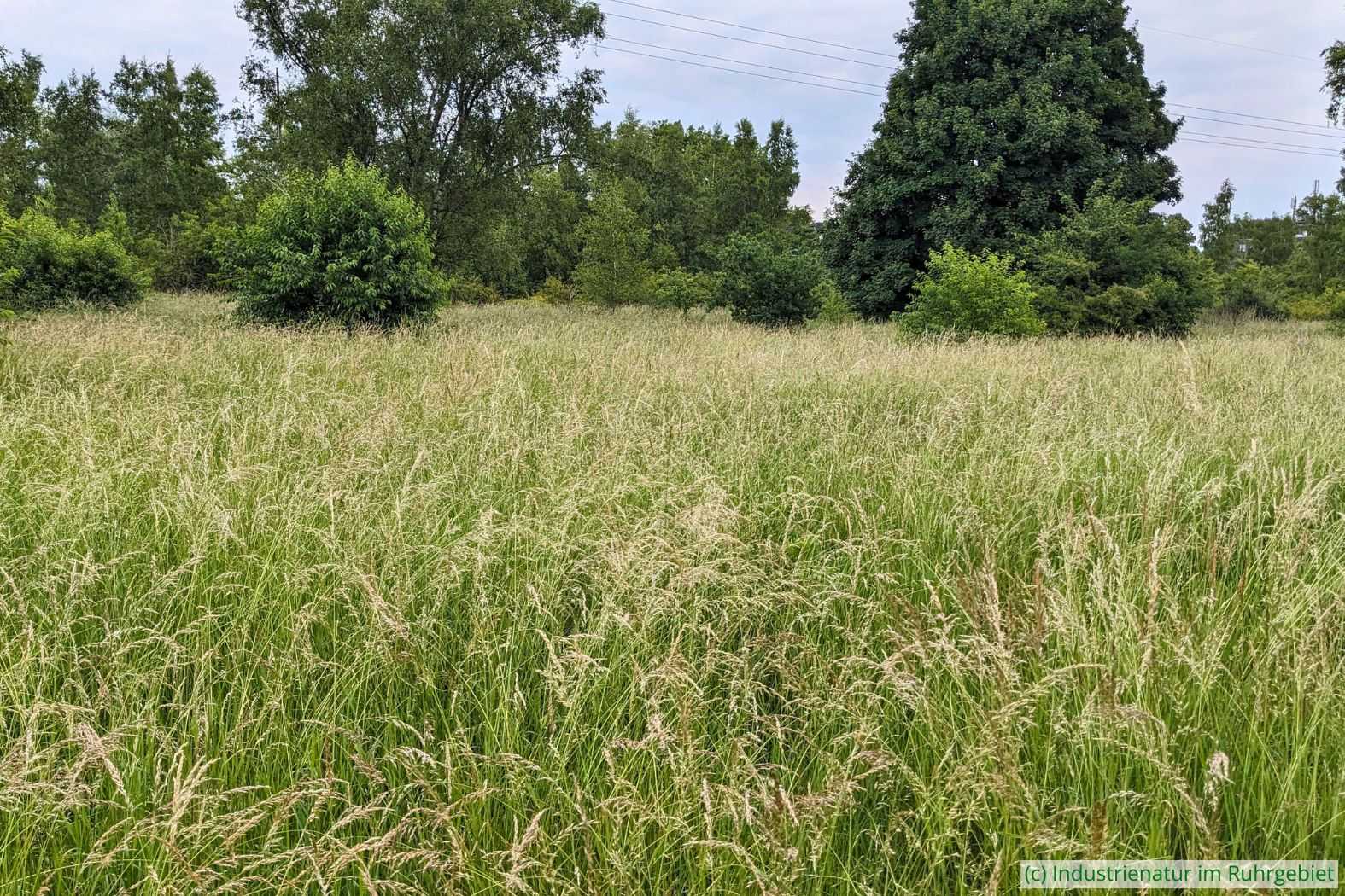 Offener Bereich im Gleispark Frintrop, 16.06.2025