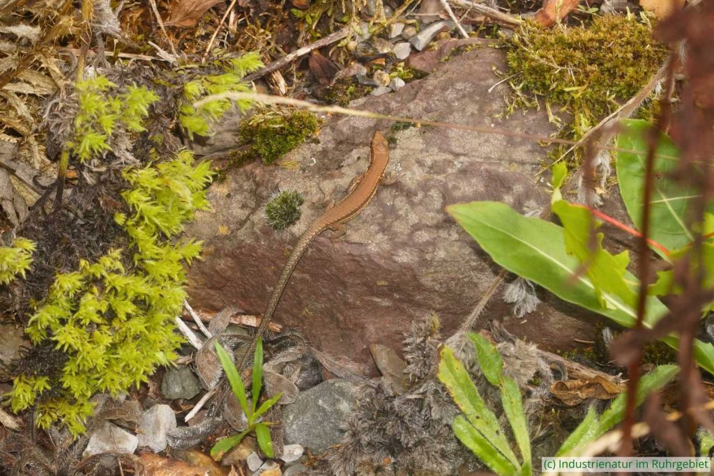 Mauereidechse (Podarcis muralis), Gleispark Frintrop, 12.09.2025