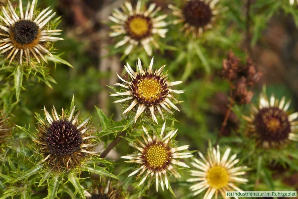 Golddistel (Carlina vulgaris), Gleispark Frintrop, 12.09.2025