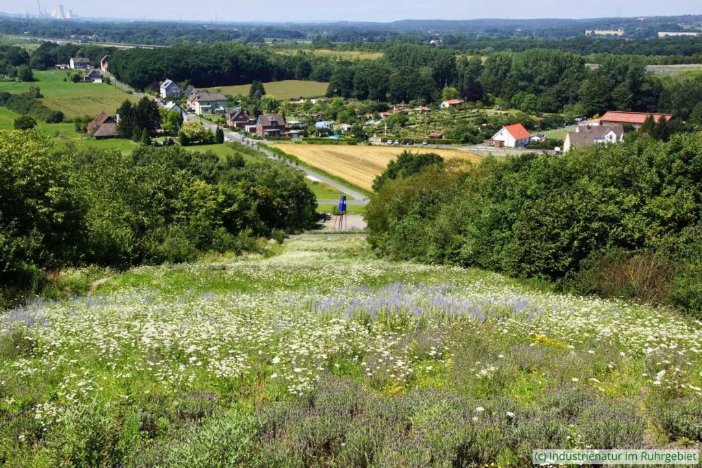 Blumenmeer auf der Halde Großes Holz, 02.08.2015
