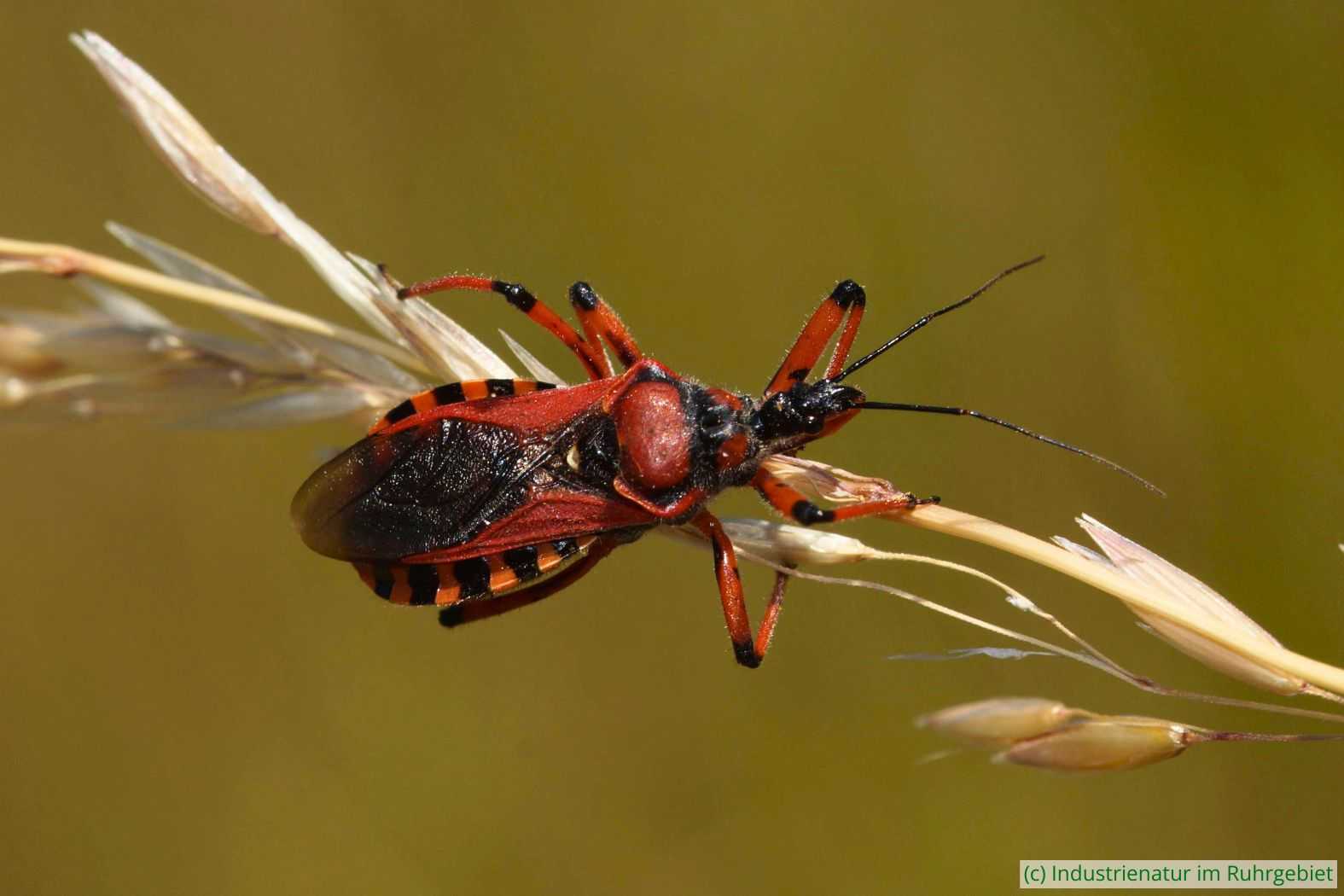 Rote Mordwanze (Rhynocoris iracundus), Halde Großes Holz, 22.06.2022