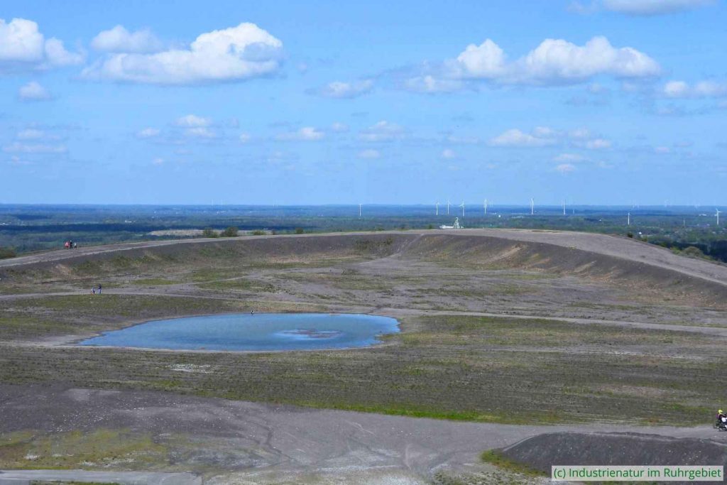 Lebensraum des Flussregenpfeifers (Charadrius dubius) auf der Halde Haniel, 30.04.2023