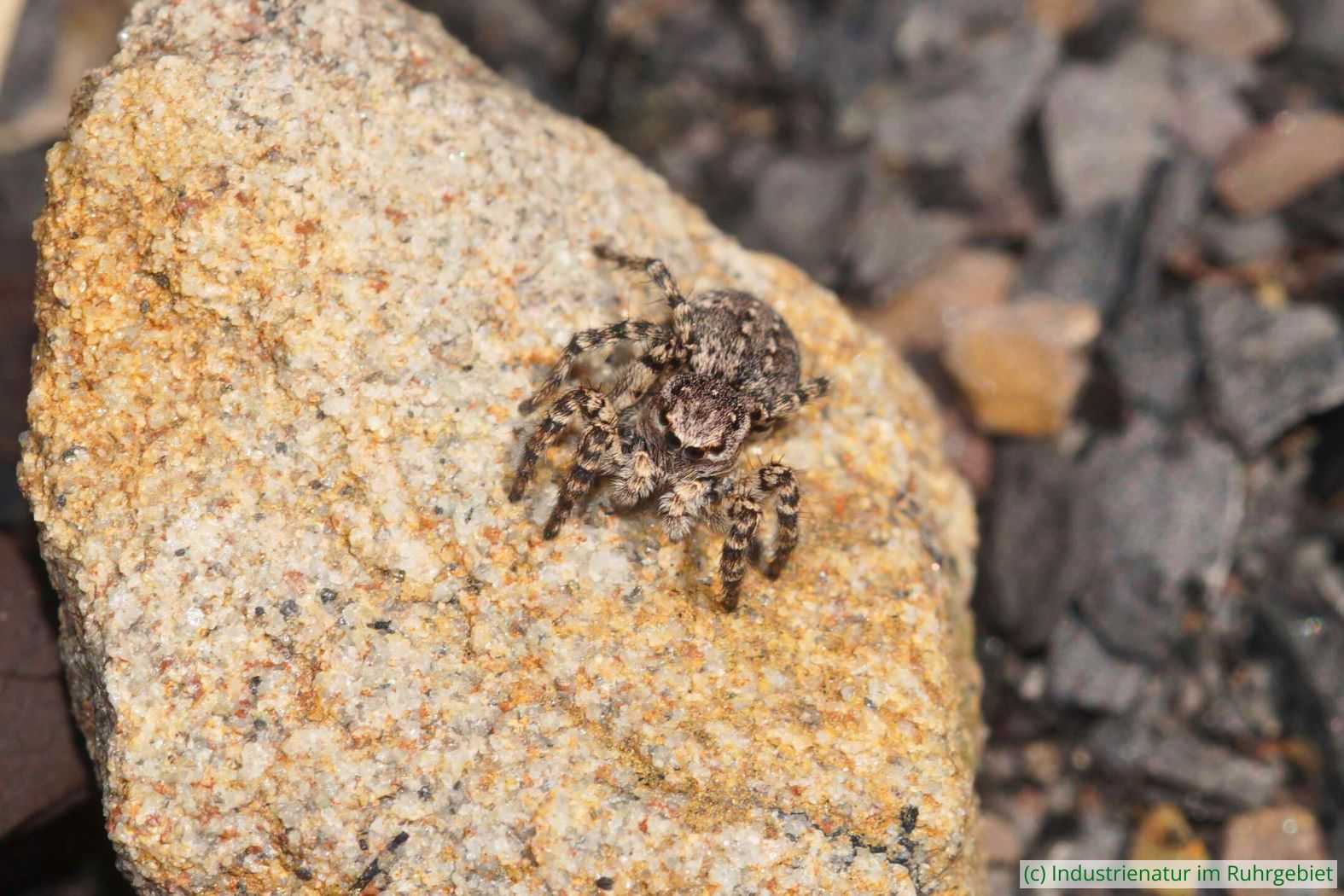 V-Fleck-Springspinne (Aelurillus v-insignitus), Halde Haniel, 30.04.2023