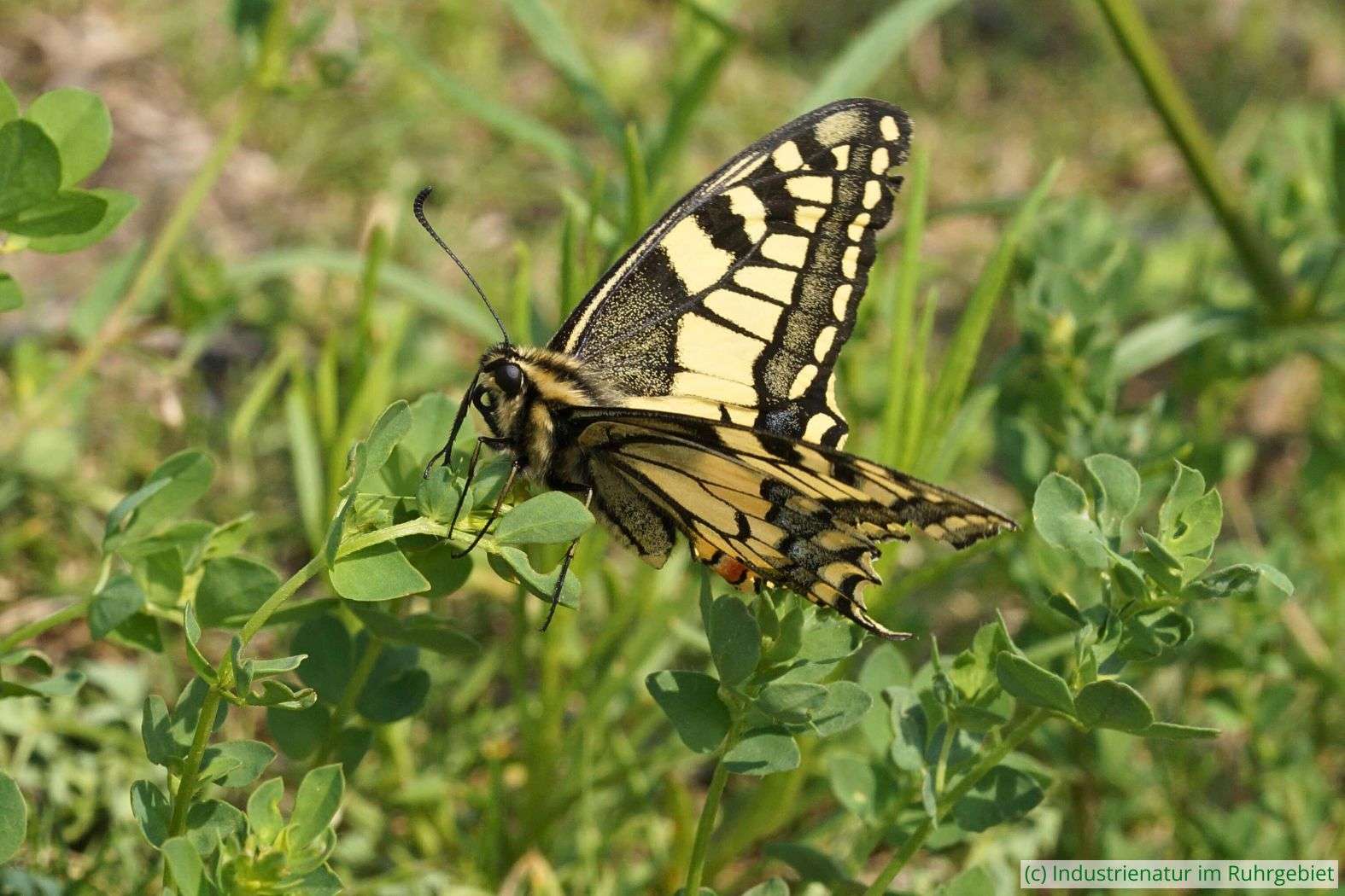 Schwalbenschwanz (Papilio machaon), Halde Hoheward, 26.05.2016