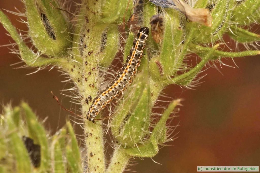 Raupe der Natternkopf-Grasminiermotte (Ethmia bipunctella), Halde Hoheward, 21.07.2019
