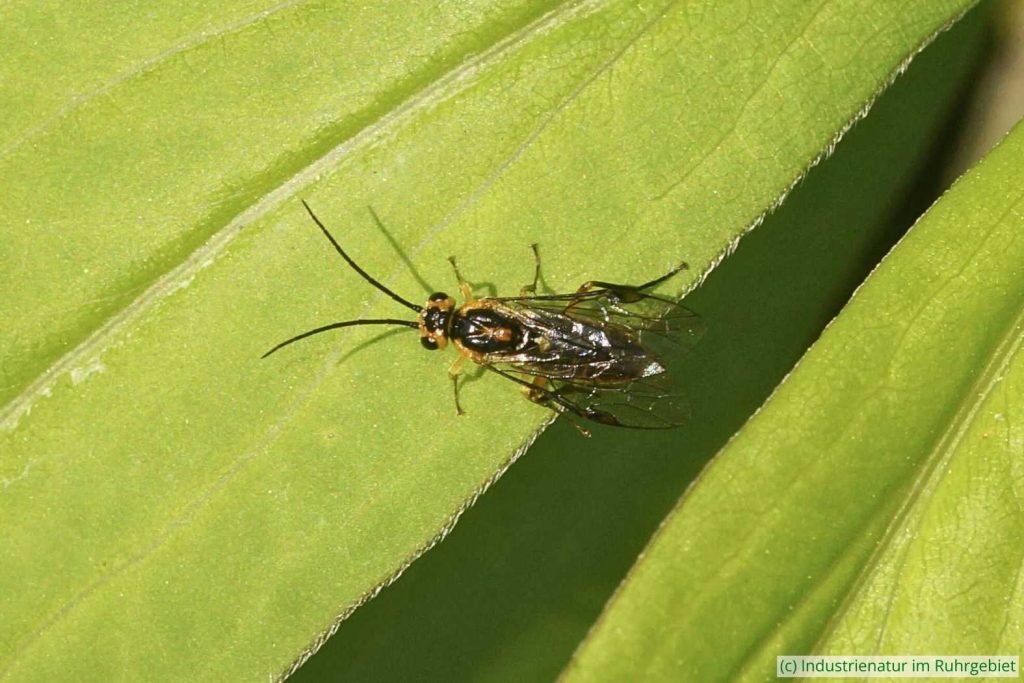 Robinien-Blattwespe (Euura tibialis), Halde Hoheward, 27.05.2023