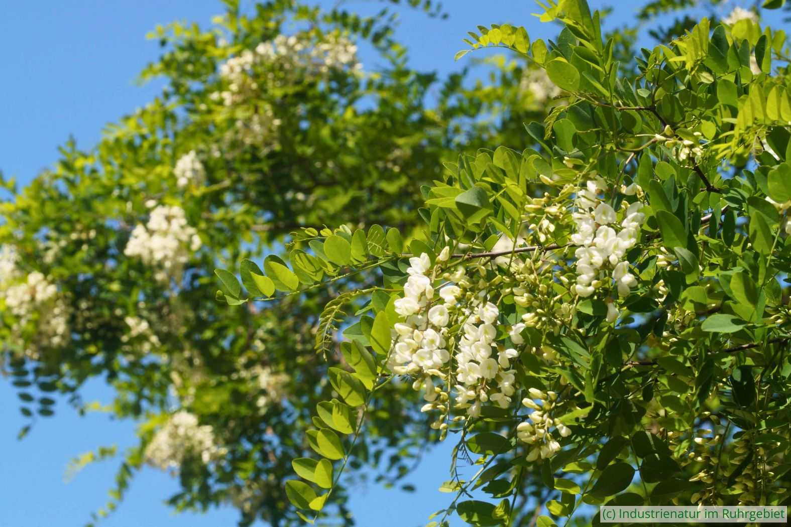 Gewöhnliche Robinie (Robinia pseudoacacia), Halde Hoheward, 27.05.2023