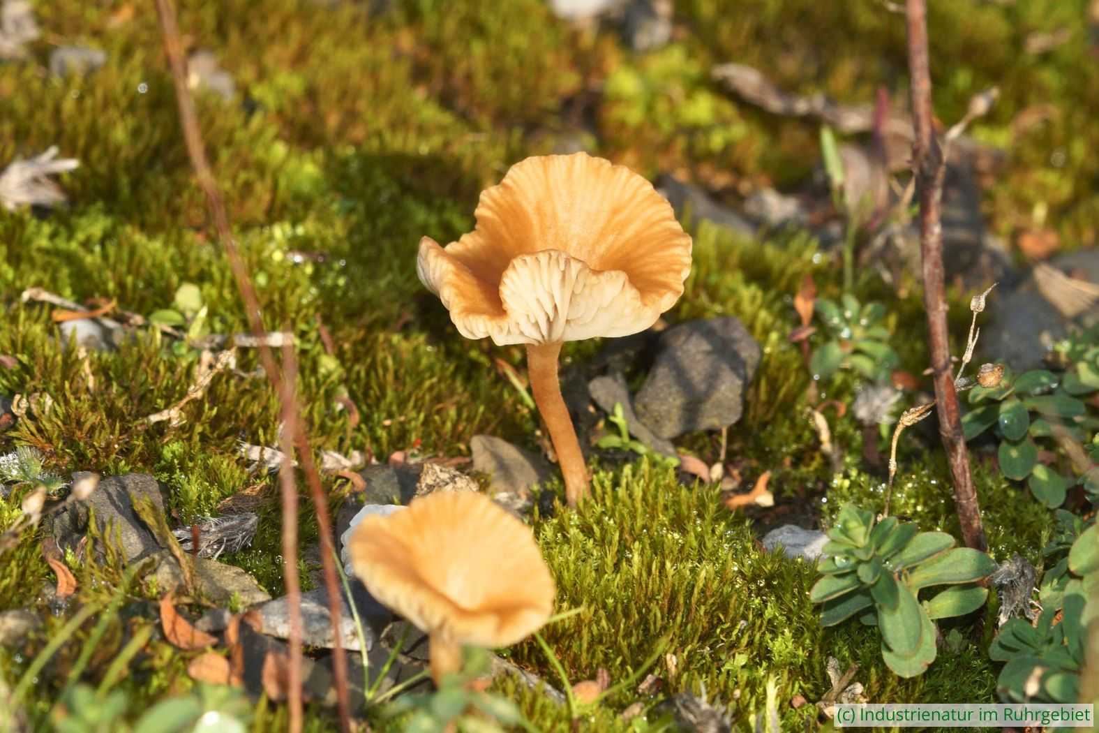 Pilz, Halde Hoheward, 03.11.2024