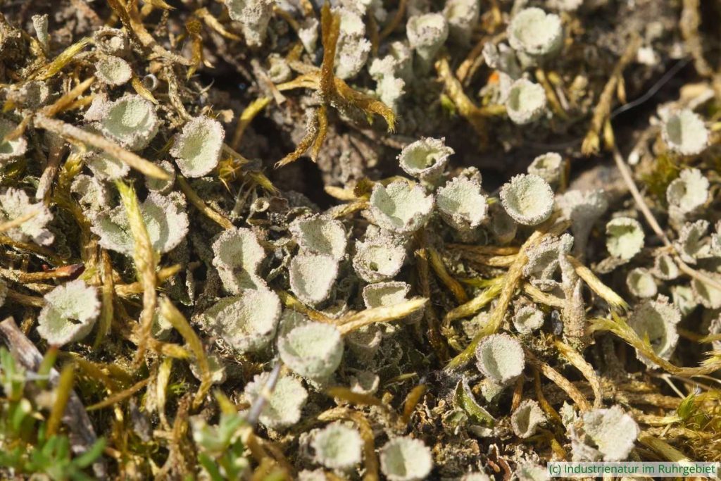 Niedrige Becherflechte (Cladonia humilis), Halde Hoheward, 04.05.2025