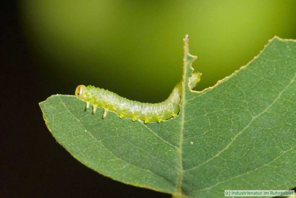 Larve der Robinien-Blattwespe (Euura tibialis), Halde Hoheward, 20.06.2025