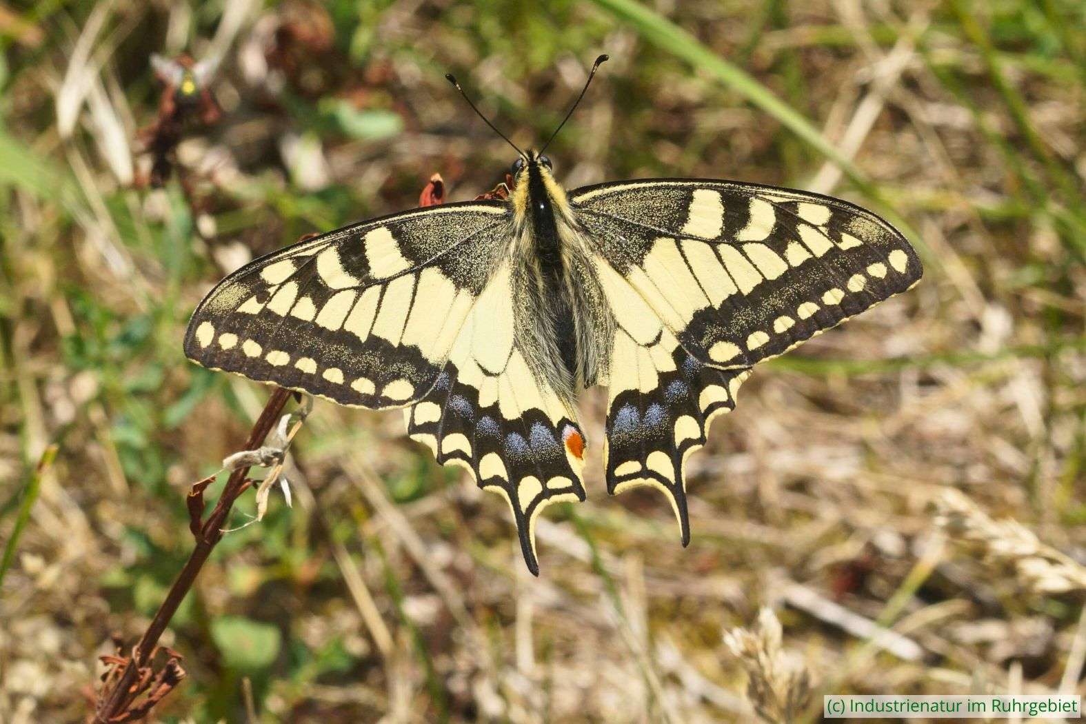 Schwalbenschwanz (Papilio machaon), Halde Hoheward, 20.06.2025