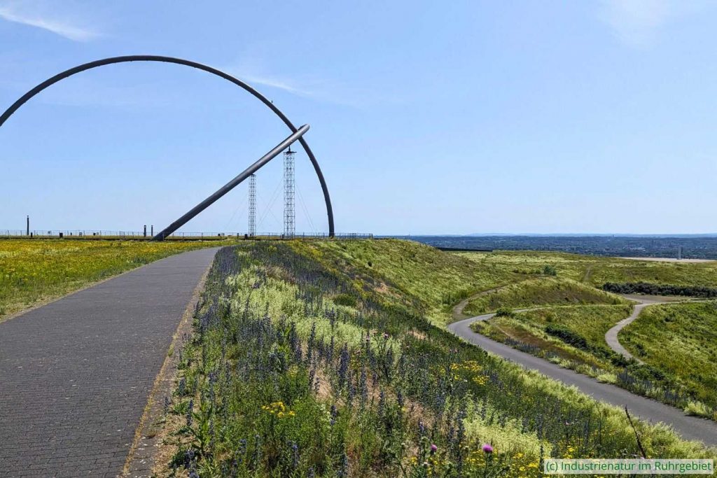 Gipfelplateau und Hänge der Halde Hoheward, 20.06.2025