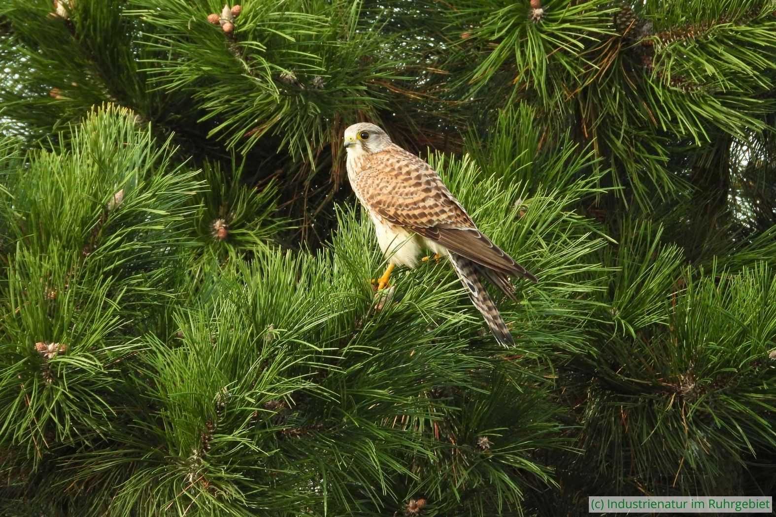 Turmfalke (Falco tinnunculus), Halde Hoppenbruch, 26.10.2024