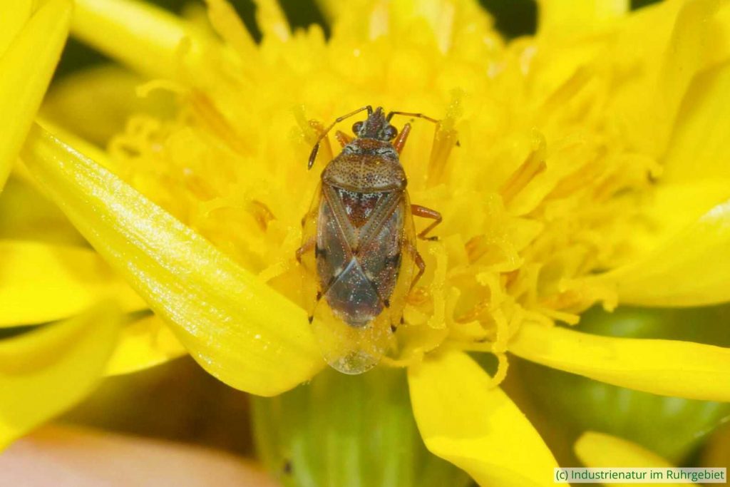 Birkenwanze (Kleidocerys resedae) auf Jakobs-Greiskraut (Senecio jacobaea), Halde Lothringen, 07.07.2024