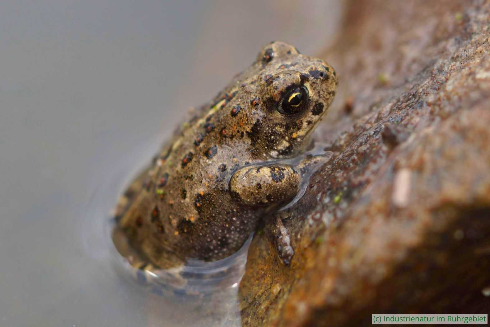 Junge Kreuzkröte (Epidalea calamita), Halde Rheinelbe, 15.08.2015