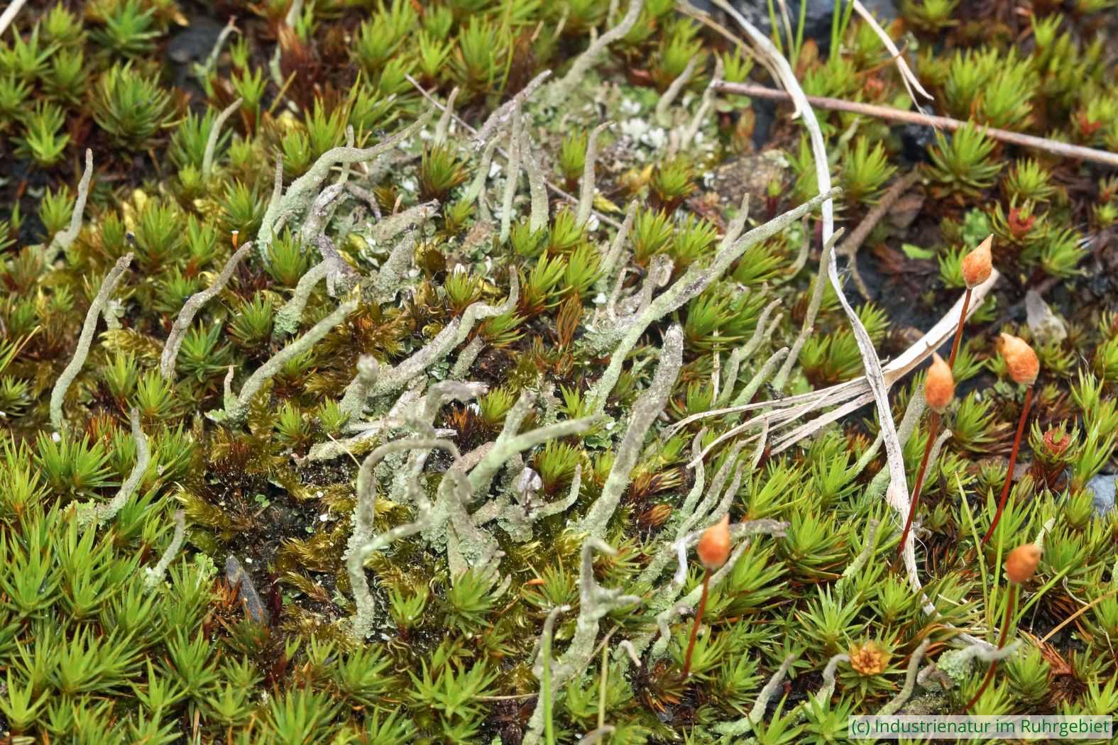 Pfriemen-Säulenflechte (Cladonia subulata) und Wacholder-Widertonmoos (Polytrichum juniperinum), Halde Rheinelbe, 18.04.2023