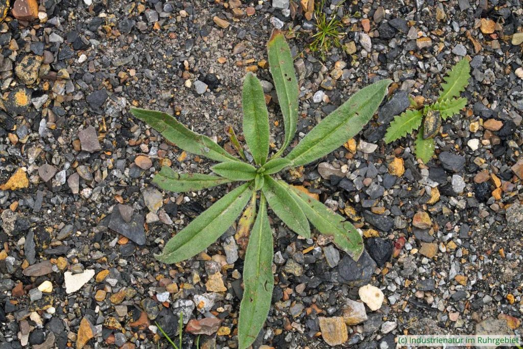 Blattrosette des Gewöhnlichen Natternkopfs (Echium vulgare), Halde Rheinelbe, 18.04.2023