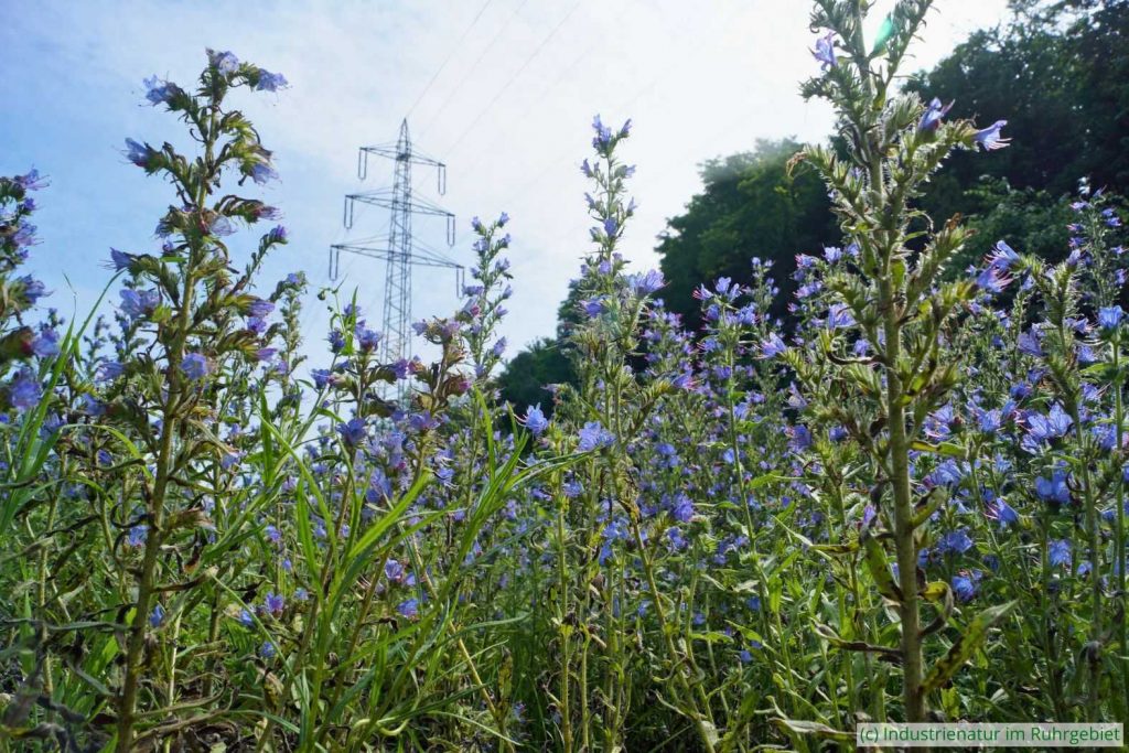 Großer Bestand des Gewöhnlichen Natternkopfs (Echium vulgare), Halde Rheinelbe, 28.06.2016