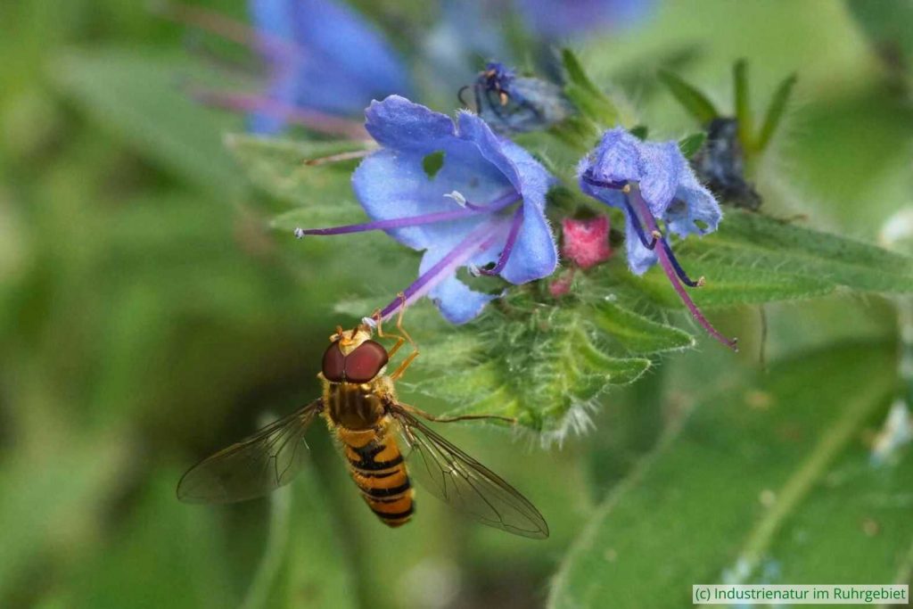 Hainschwebfliege (Episyrphus balteatus) an Gewöhnlichem Natternkopf (Echium vulgare), Halde Rheinelbe, 28.06.2016