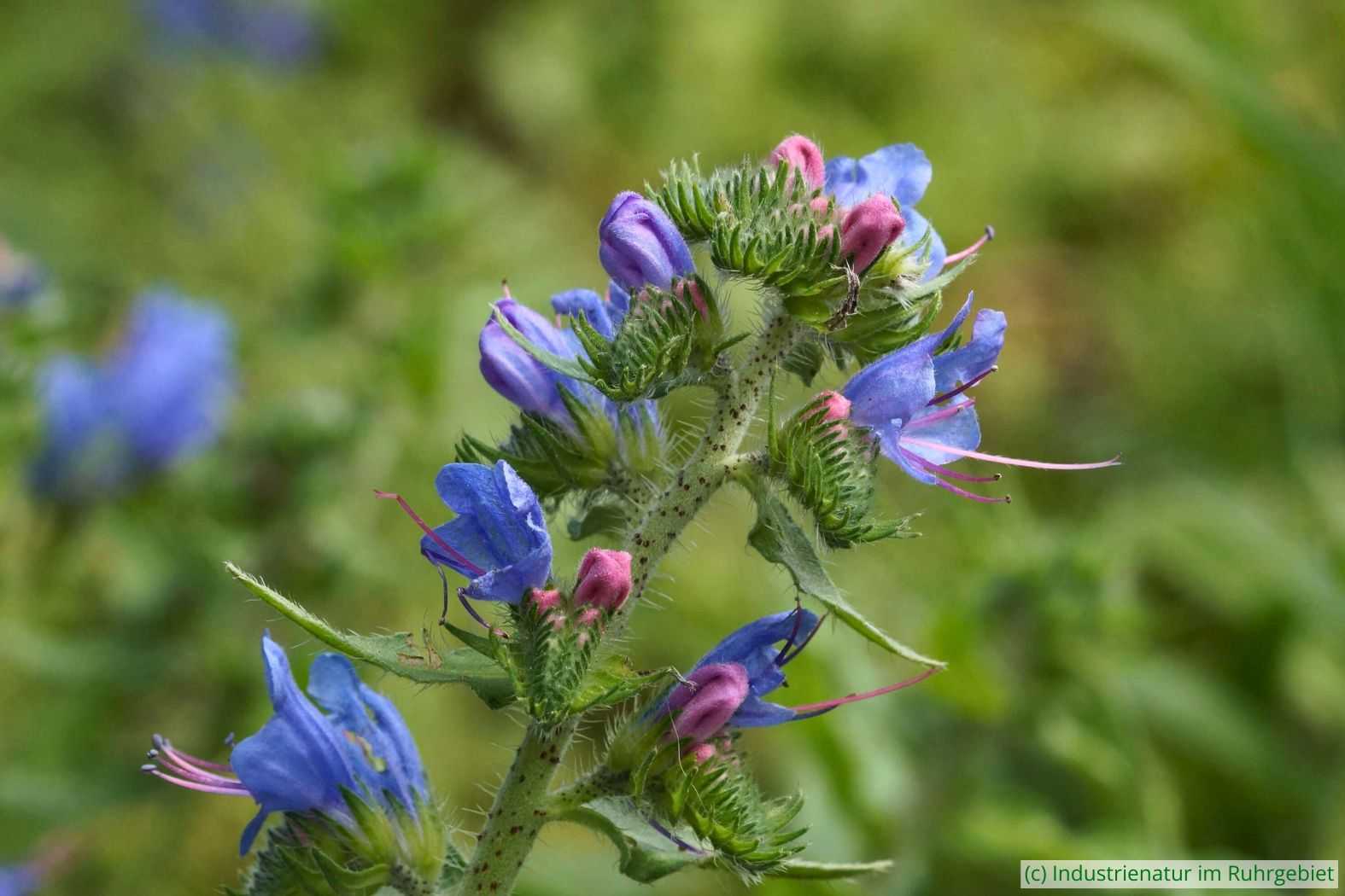 Gewöhnlicher Natternkopf (Echium vulgare), Halde Rheinelbe, 28.06.2016