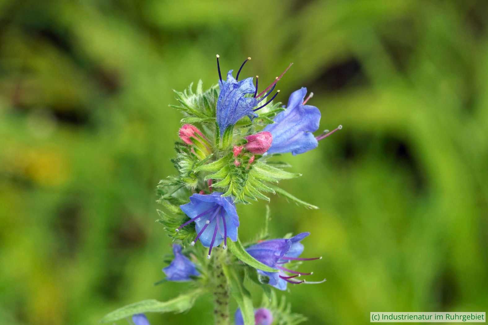 Gewöhnlicher Natternkopf (Echium vulgare), Halde Rheinelbe, 28.06.2016