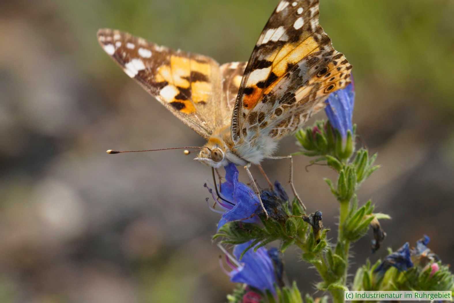 Distelfalter (Vanessa cardui), Halde Rheinelbe, 28.06.2016