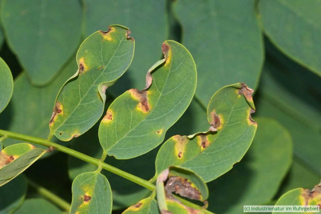 Der Pilz Phloeospora robiniae lebt auf der Gewöhnlichen Robinie (Robinia pseudoacacia), Halde Rungenberg, 20.07.2024