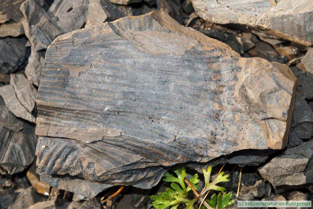 Fossil aus der Ordnung der Schachtelhalmartigen (Equisetales), Halde Rungenberg, 27.03.2025