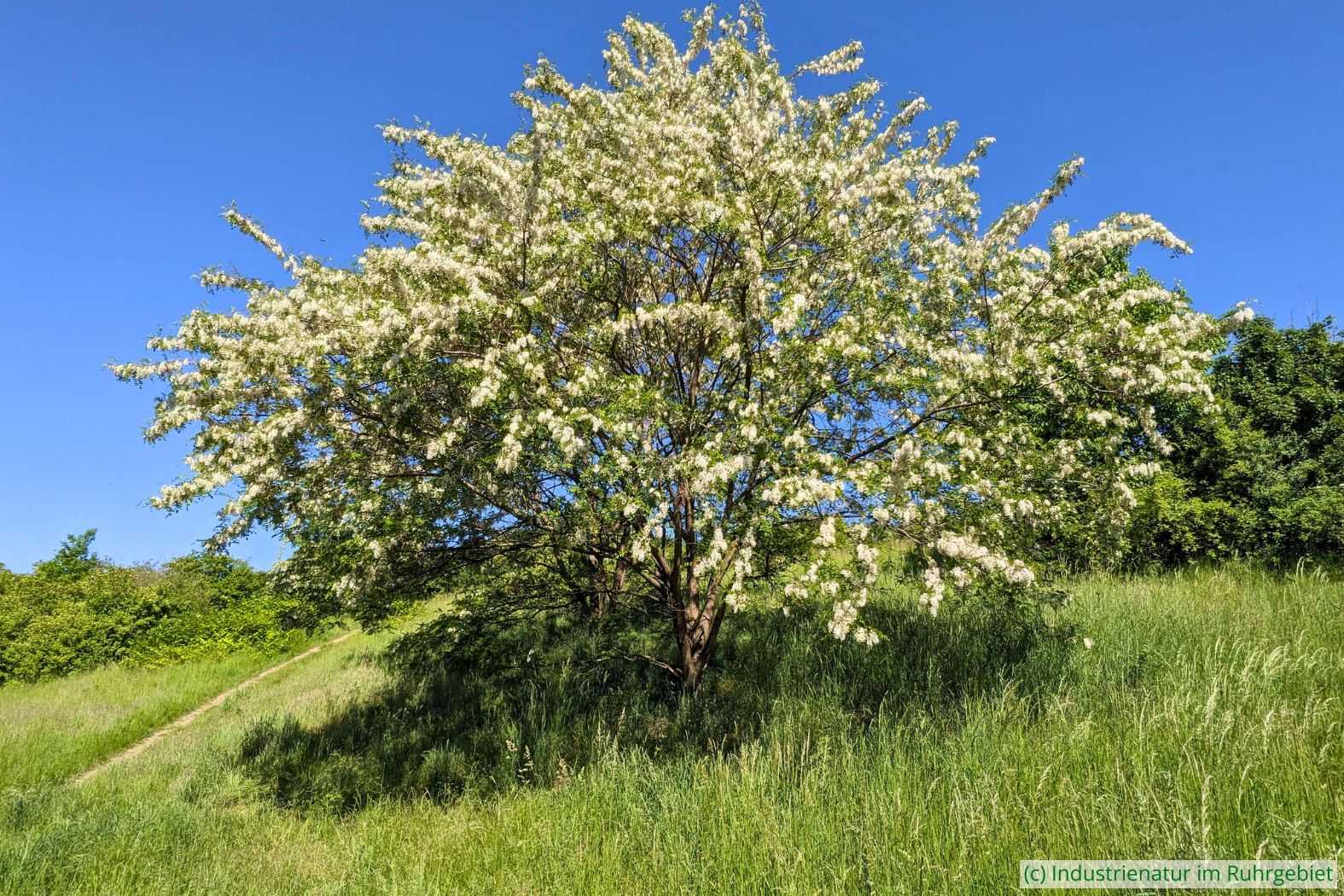 Blühende, frei stehende Gewöhnliche Robinie (Robinia pseudoacacia), Halde Rungenberg, 11.05.2025