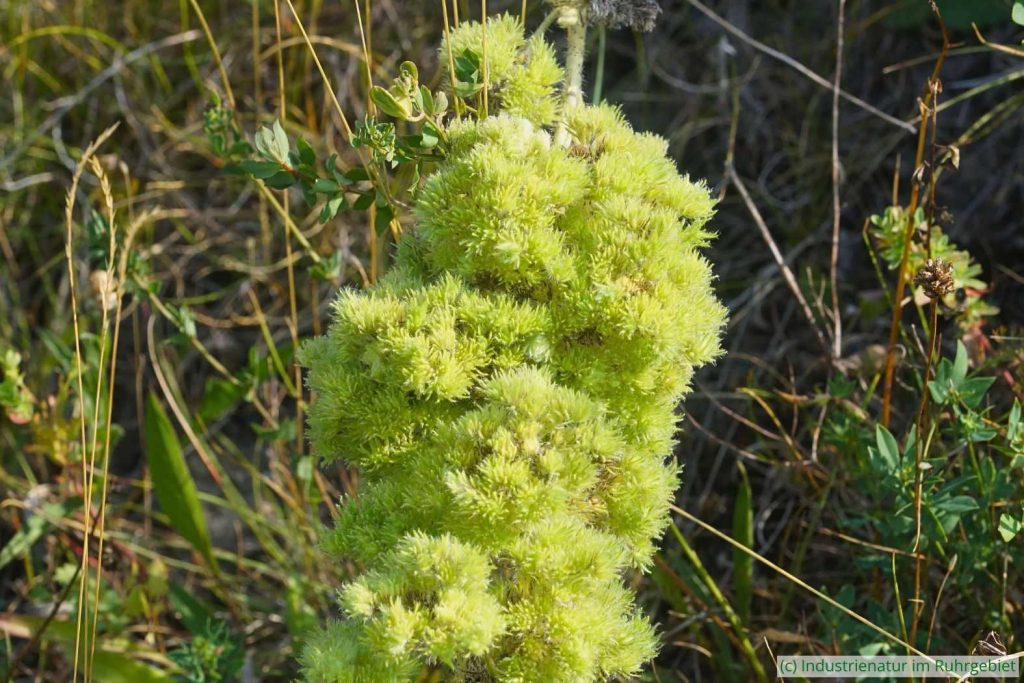 Durch Natternkopf-Gallmilbe (Aceria echii) verursachte Pflanzengallen an Gewöhnlichem Natternkopf (Echium vulgare), Halde Rungenberg, 09.08.2025