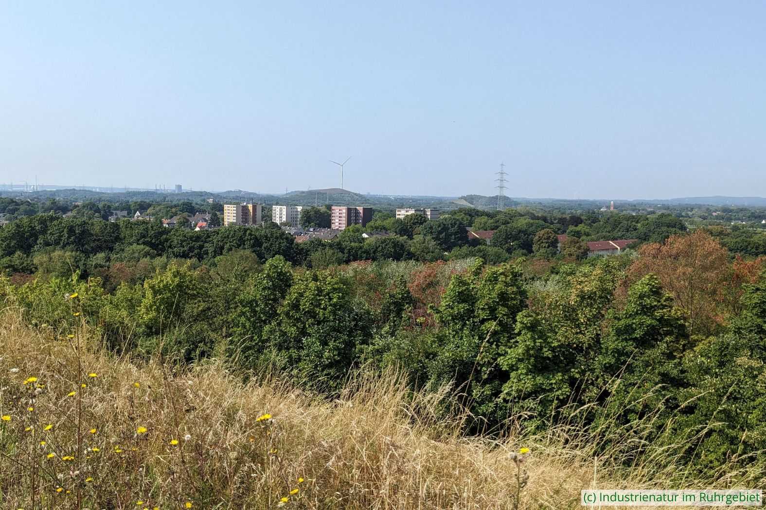 Horizont voller Halden, gesehen von der Mottbruchhalde aus, 09.08.2025
