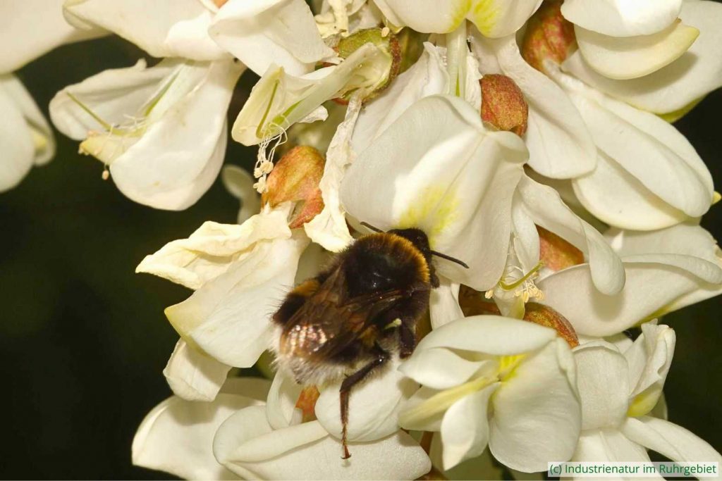 Erdhummel (Bombus sp.) sammelt an Gewöhnlicher Robinie (Robinia pseudoacacia) Nektar, Halde Zollverein 4/11, 21.05.2020