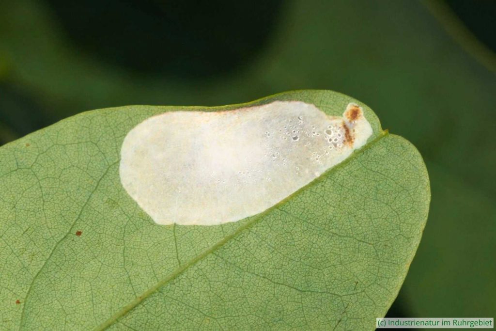 Blattmine der Robinien-Faltenminiermotte (Phyllonorycter robiniella), Halde Zollverein 4/11, 05.09.2021