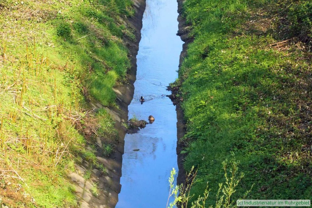 Der Schwarzbach, ein Nebenfluss der Emscher, ist im Gelsenkirchener Stadtteil Feldmark noch nicht renaturiert; früher galt er als Köttelbecke, 19.04.2025