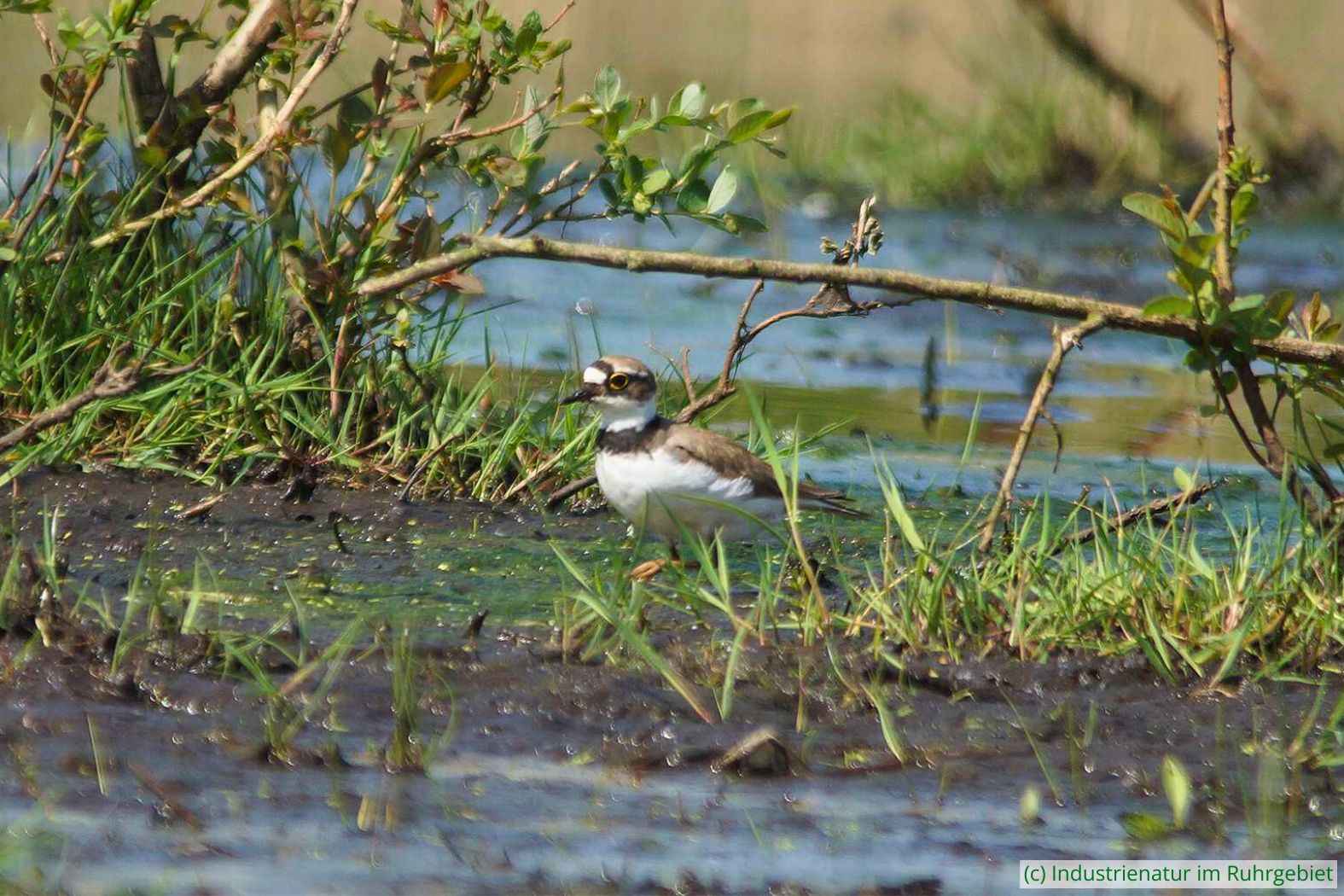 Flussregenpfeifer (Charadrius dubius) im Hervester Bruch, einem Bergsenkungsgebiet, 22.04.2018