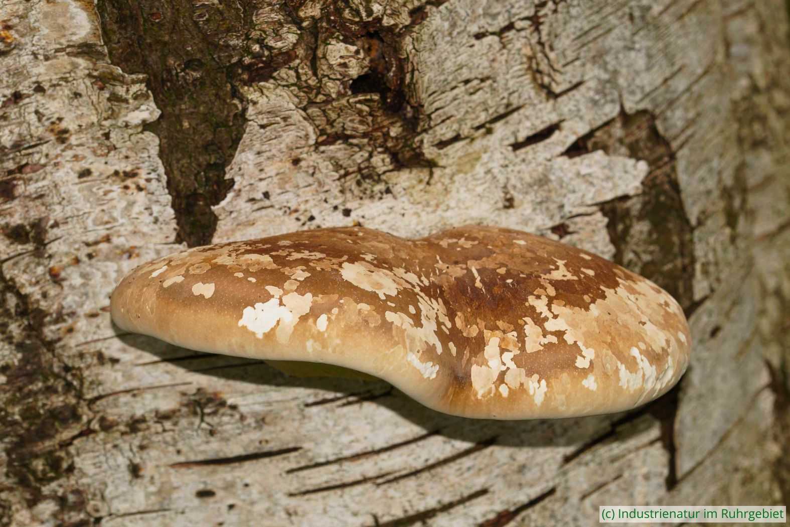 Birkenporling (Fomitopsis betulina), NSG Im Fort, 20.08.2017