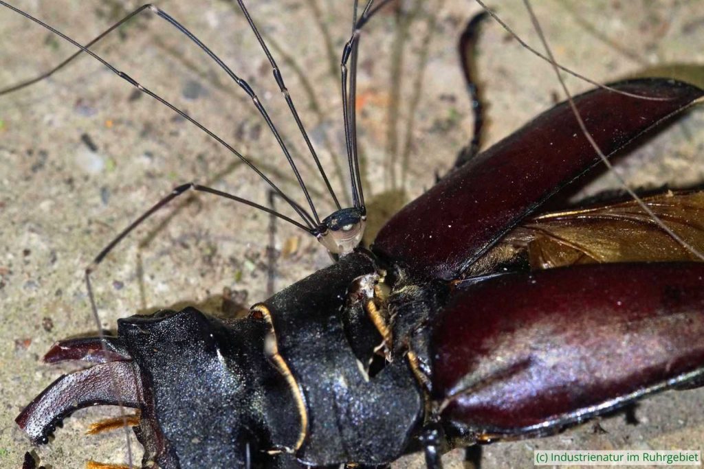 Der tote Hirschkäfer (Lucanus cervus) dient dem Riesen-Weberknecht (Leiobunum sp. A) als Nahrung, S-Bahn-Unterführung im Walpurgistal in Essen, 09.07.2023