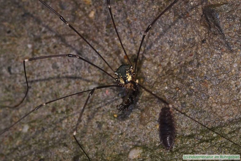 Riesen-Weberknecht (Leiobunum sp. A) mit erbeuteter junger Wegschnecke (Arion sp.), S-Bahn-Unterführung im Walpurgistal in Essen, 28.07.2023
