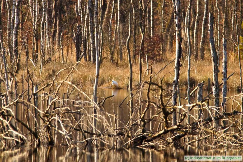 Weit entfernter Silberreiher (Ardea alba), Elsbachsee, Kirchheller Heide, 24.12.2018