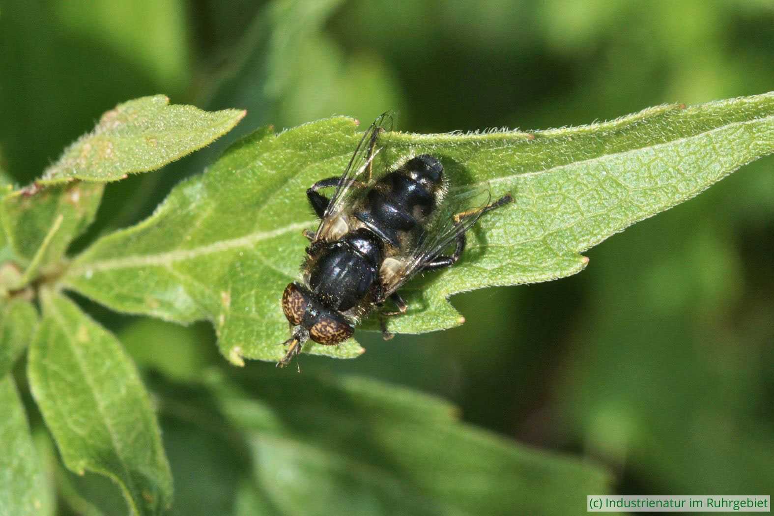 Ihre Larven entwickeln sich im Schlamm der Uferzone: Schwarze Augenfleck-Schwebfliege (Eristalinus sepulchralis), Elsbachsee, Kirchheller Heide, 21.08.2022