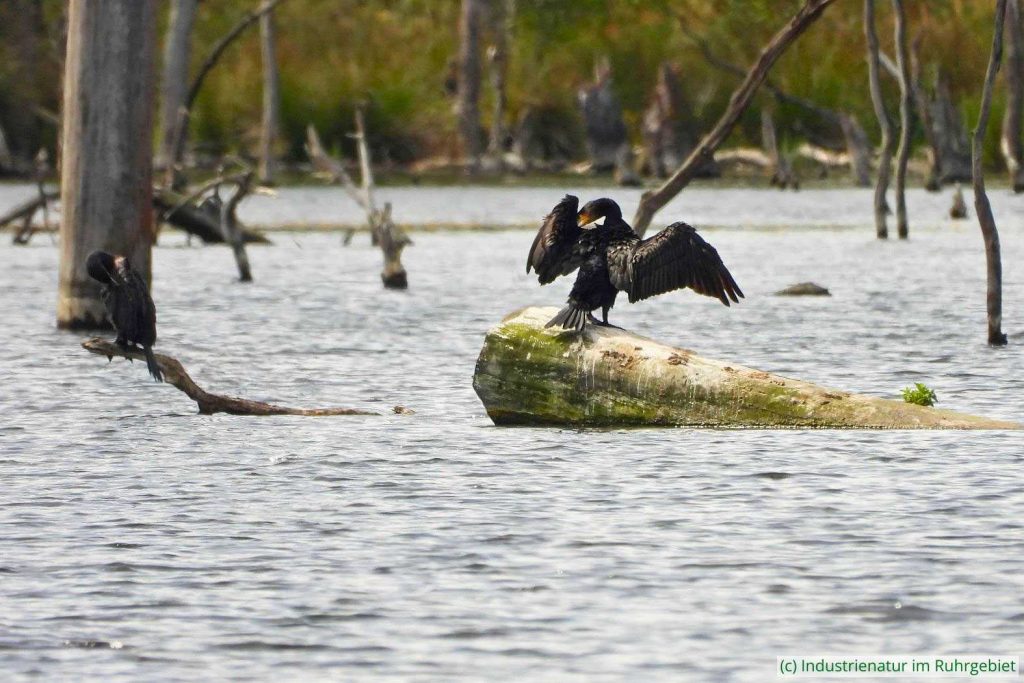 Kormorane (Phalacrocorax carbo) auf Totholz im Elsbachsee, 21.08.2022